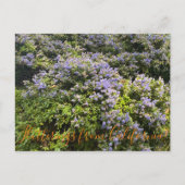 Flutterings aus Kalifornien: Ceanothus Postkarte (Vorderseite)