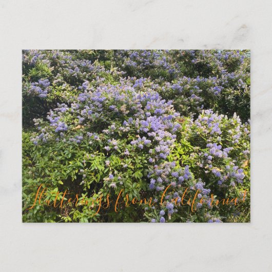 Flutterings aus Kalifornien: Ceanothus Postkarte (Vorderseite)