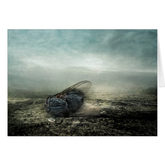Fly 2013 (Vorderseite (Horizontal))