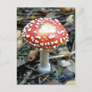 Fly Agaric {Amanita muscaria} Postkarte