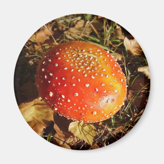 Fly Agaric Mushroom Magnet (Vorne)