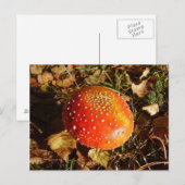 Fly Agaric Mushroom Postcard Postkarte (Vorne/Hinten)