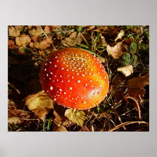 Fly Agaric Mushroom Poster (Vorne)