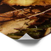 Fly Agaric Mushroom Poster (Ecke)