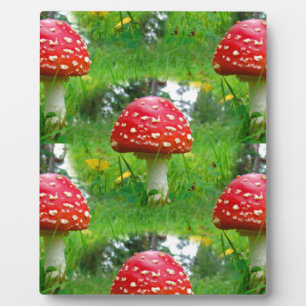 Fly Agaric Mushrooms Fotoplatte