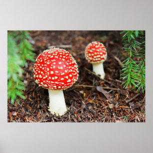 Fly agaric mushrooms poster