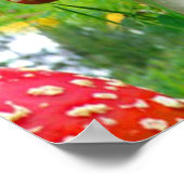 Fly Agaric Mushrooms Poster (Ecke)