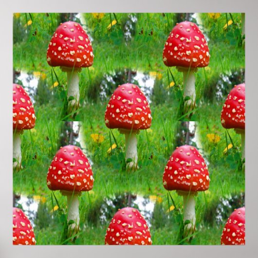 Fly Agaric Mushrooms Poster (Vorne)