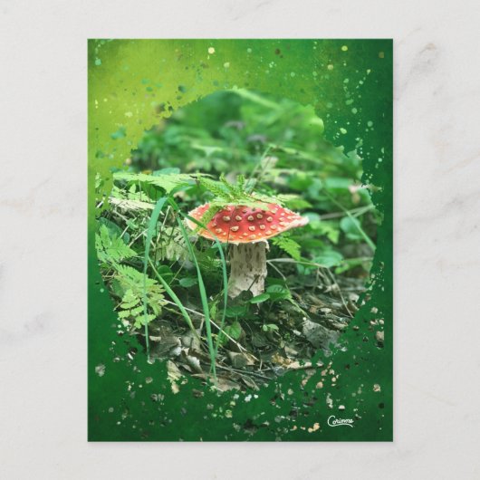 Fly Agaric - Postkarte (Vorderseite)