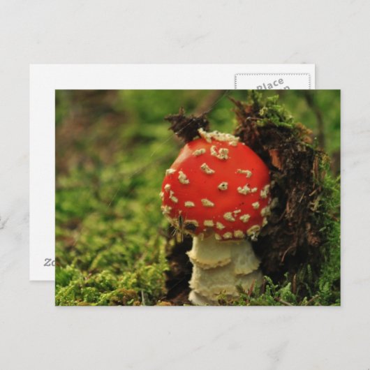 Fly Agaric Postkarte (Vorne/Hinten)