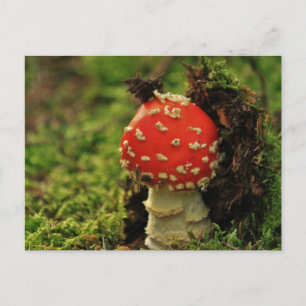 Fly Agaric Postkarte
