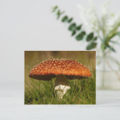 Fly Argaric Mushroom Postkarte (Stehend Vorderseite)