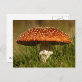 Fly Argaric Mushroom Postkarte (Vorne/Hinten)