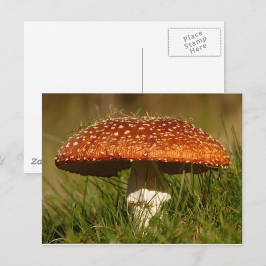 Fly Argaric Mushroom Postkarte (Vorne/Hinten)