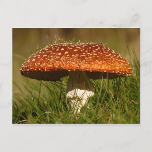 Fly Argaric Mushroom Postkarte (Vorderseite)