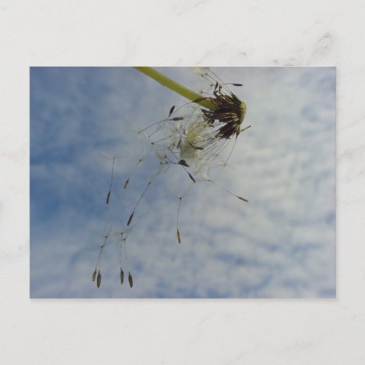 Fly Baby Postkarte (Vorderseite)