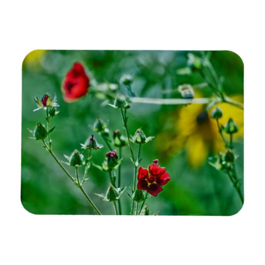 Fly-By im Garten Magnet (Horizontal)