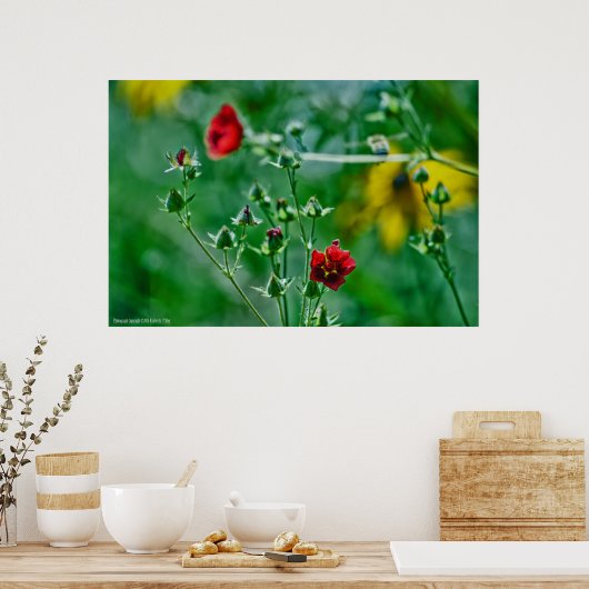 Fly-By im Garten Poster (Küche)