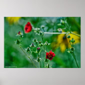 Fly-By im Garten Poster (Vorne)