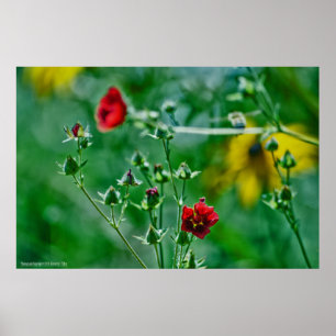 Fly-By im Garten Poster