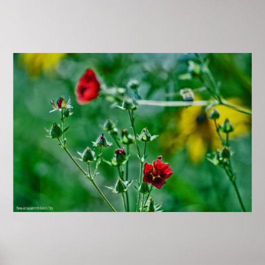 Fly-By im Garten Poster (Vorne)