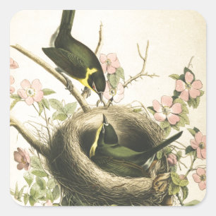 FLY CATCHER BIRD UND NEST QUADRATISCHER AUFKLEBER