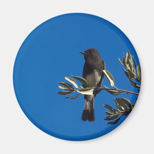 Fly Catcher Magnet (Vorne)