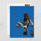 Fly Catcher Postkarte (Vorne/Hinten)