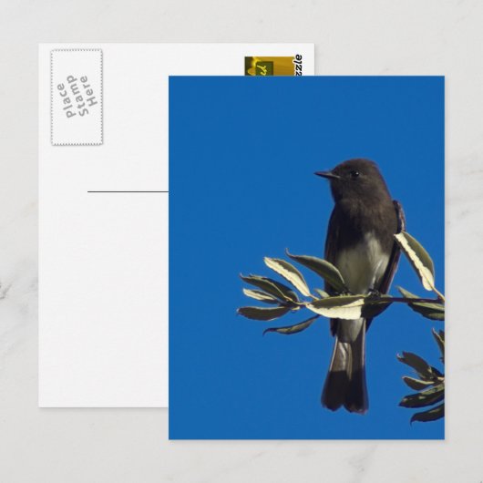 Fly Catcher Postkarte (Vorne/Hinten)