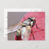 Fly Insect Postkarte (Vorne/Hinten)