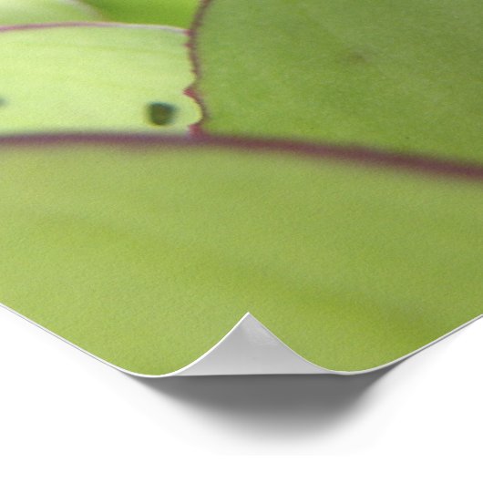 Fly Macro Print Poster (Ecke)