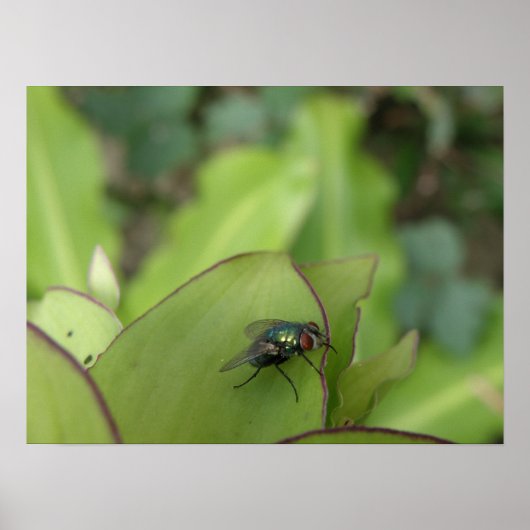 Fly Macro Print Poster (Vorne)