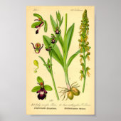 Fly Orchid (Ophrys insectifera) Poster (Vorne)