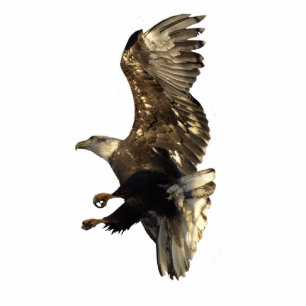 FLYBALD EGELN FOTOSKULPTUR MAGNET