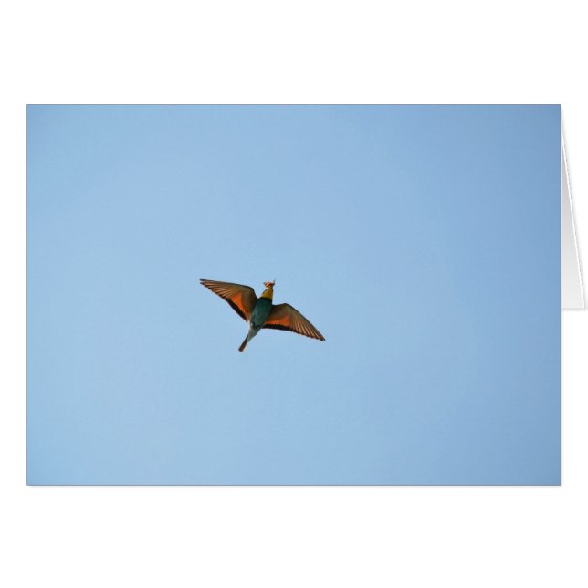 Flycatcher (Vorderseite (Horizontal))