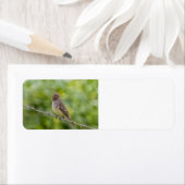 Flycatcher (Insitu)