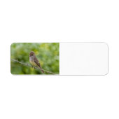 Flycatcher (Vorne)