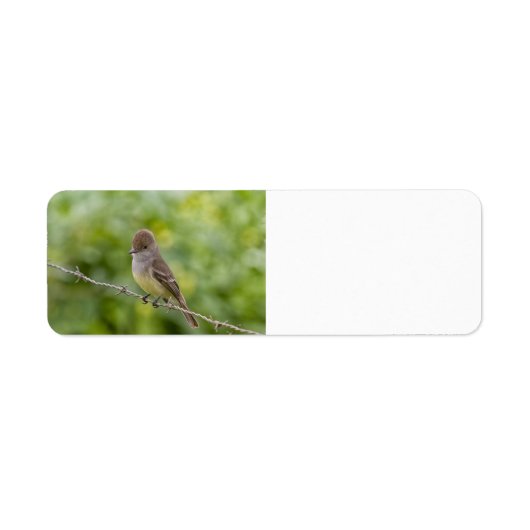 Flycatcher (Vorne)