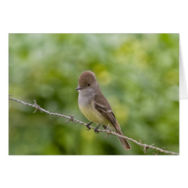 Flycatcher (Vorderseite (Horizontal))