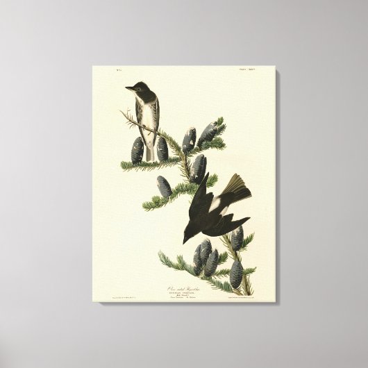 Flycatcher, Audubons Vögel von Amerika Leinwanddruck (Vorderseite)