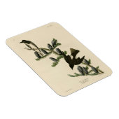 Flycatcher, Audubons Vögel von Amerika Magnet (Rechte Seite)