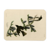 Flycatcher, Audubons Vögel von Amerika Magnet (Horizontal)