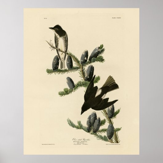 Flycatcher, Audubons Vögel von Amerika Poster (Vorne)