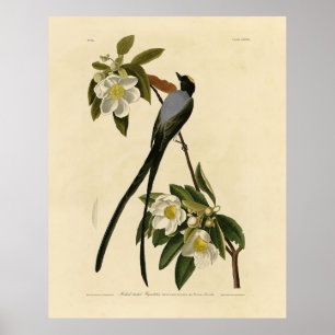 Flycatcher, Audubons Vögel von Amerika Poster