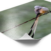 Flycatcher auf Stacheldraht Fotodruck (Ecke)
