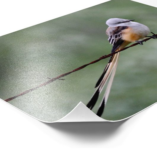 Flycatcher auf Stacheldraht Fotodruck (Ecke)