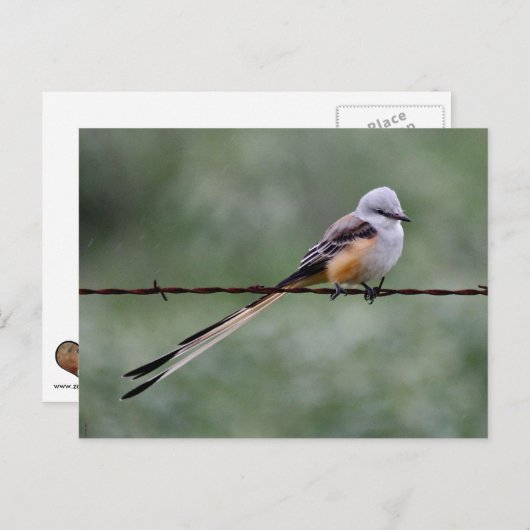 Flycatcher auf Stacheldraht Postkarte (Vorne/Hinten)