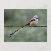 Flycatcher auf Stacheldraht Postkarte (Vorderseite)