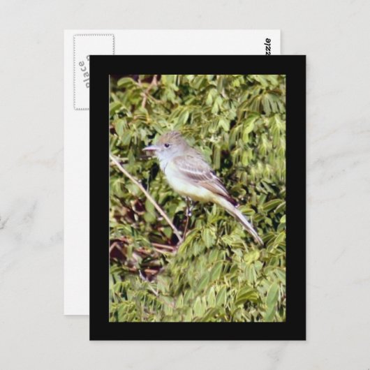 Flycatcher Bird Postcard Postkarte (Vorne/Hinten)