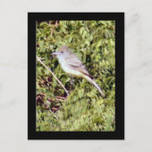 Flycatcher Bird Postcard Postkarte (Vorderseite)